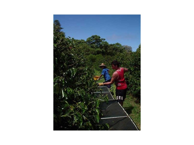 Norfolk Island NSW 2899