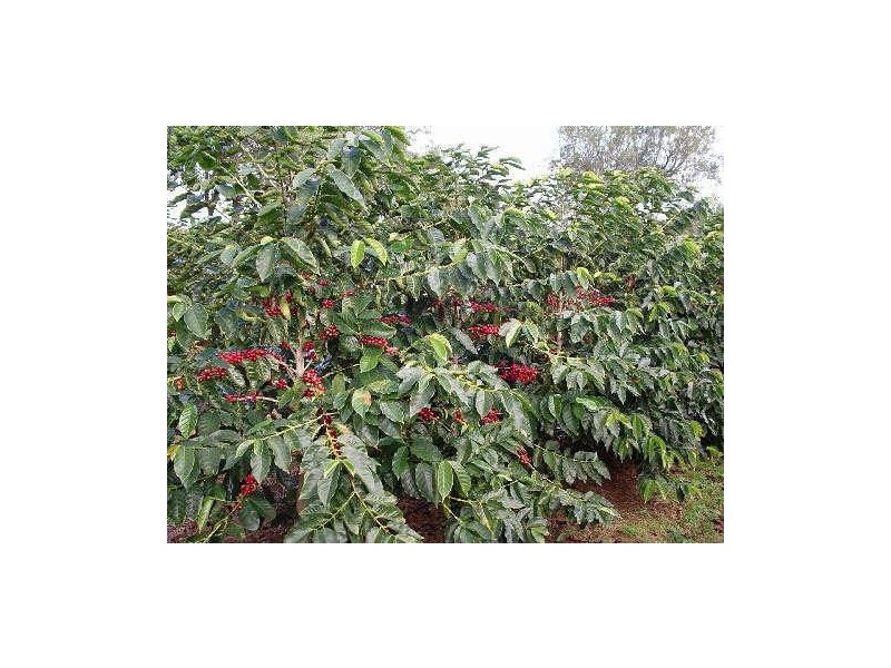 Norfolk Island NSW 2899