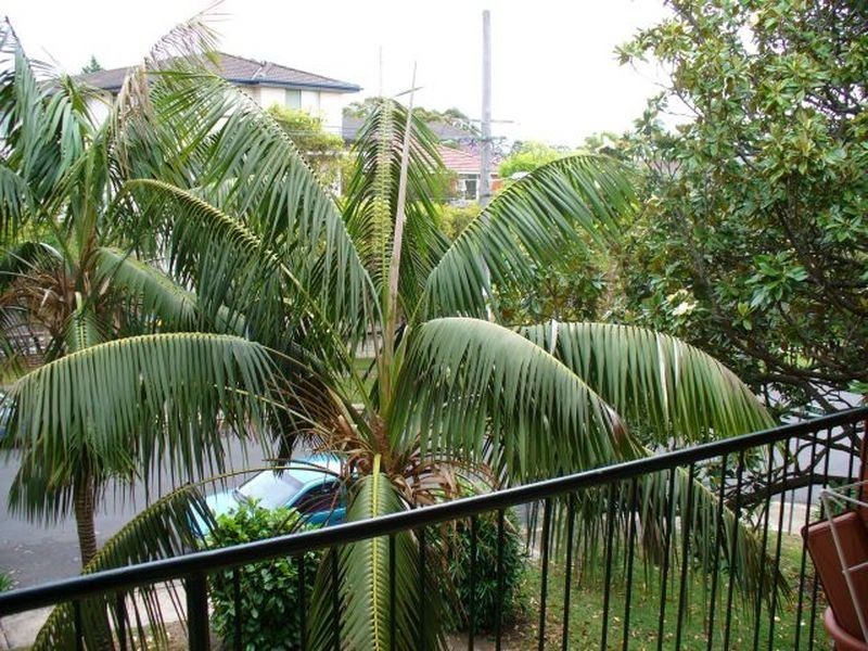 13/1 Hawkesbury Avenue, Dee Why NSW 2099