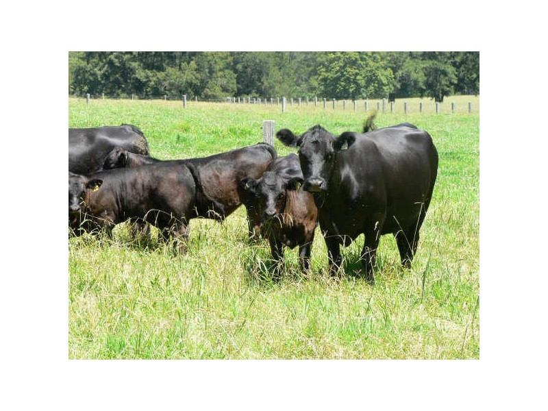 171 Stewarts Road, Moruya NSW 2537