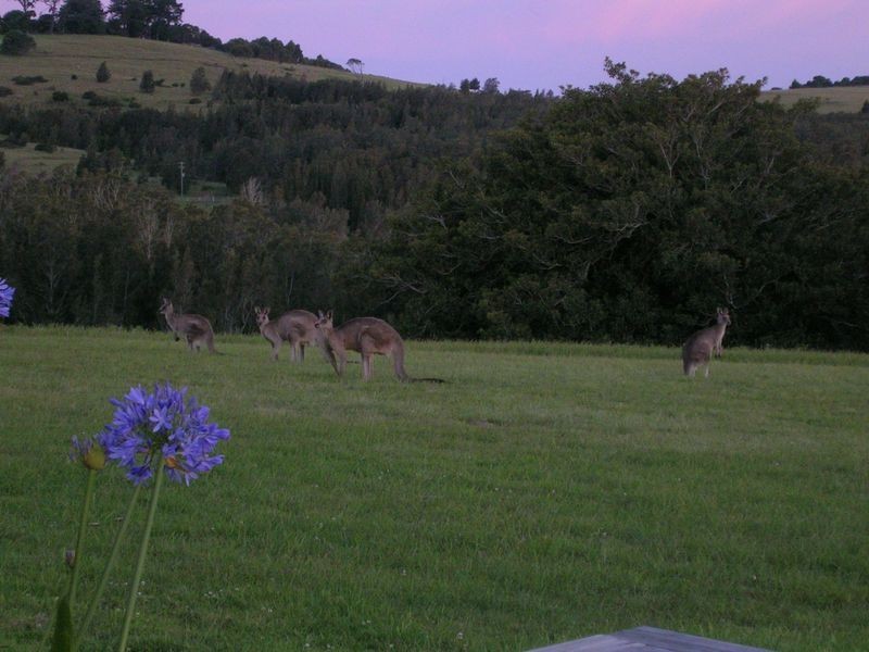 528 Bingi Road, Bingie NSW 2537