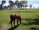 Lot 136 Bodalla Park Drive, Bodalla NSW 2545