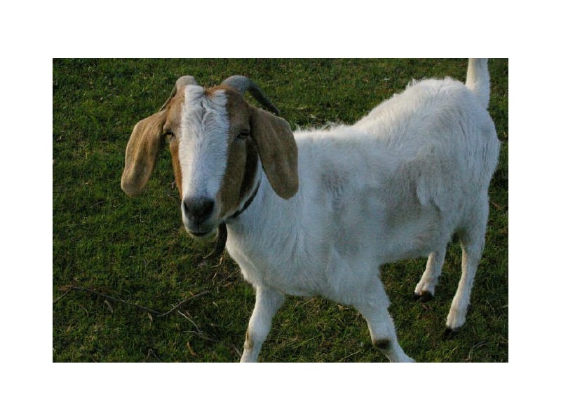 60 Thomas Street, Moruya NSW 2537