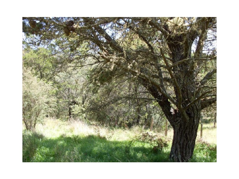 6 Byrnes Street, Nerrigundah NSW 2545