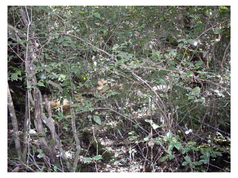 Lot 331 Araluen Road, Moruya NSW 2537