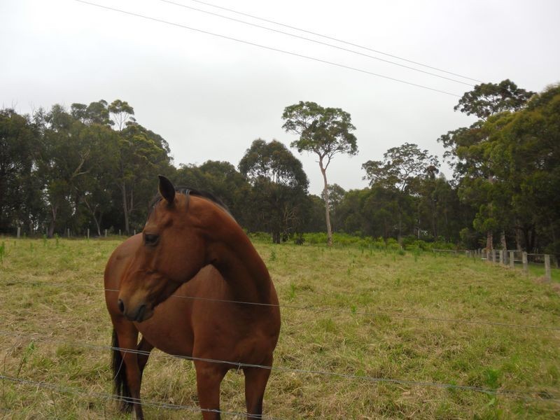 64 Western Boundary Road TURLINJAH, Moruya NSW 2537
