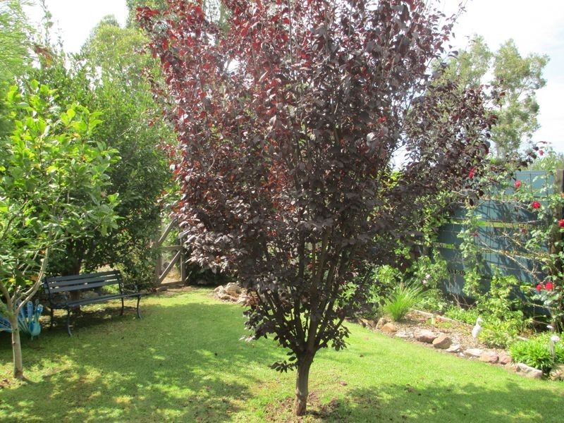 24 Shore Street, Moruya NSW 2537