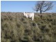 Lot 2242 Bingie Road, Bingie NSW 2537