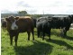Lot 2242 Bingie Road, Bingie NSW 2537