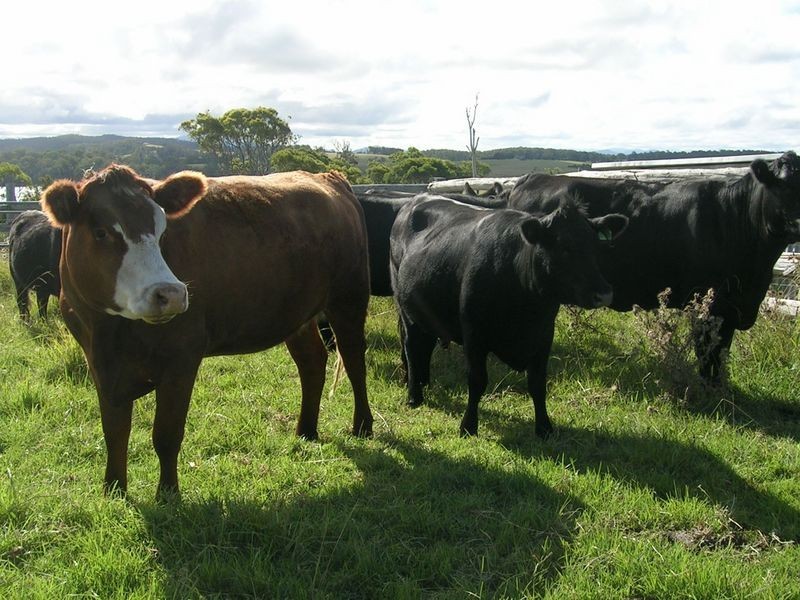 Lot 2242 Bingie Road, Bingie NSW 2537
