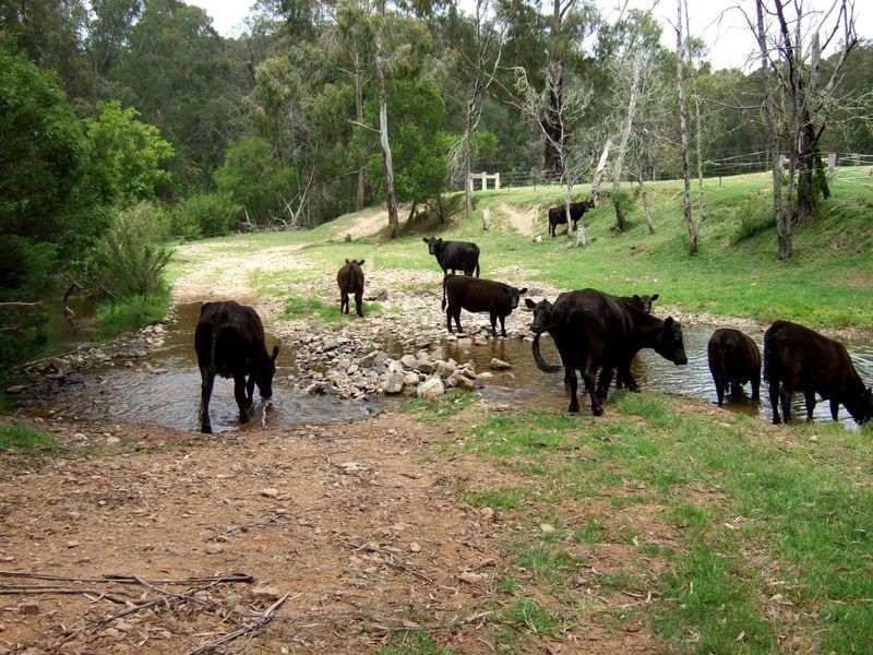 2685 Eurobodalla Road, Nerrigundah NSW 2545