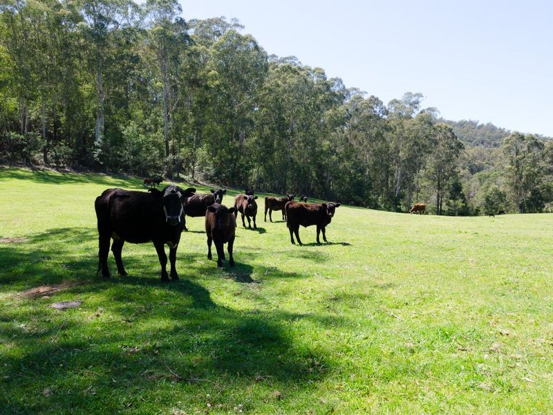 2685 Eurobodalla Road, Nerrigundah NSW 2545