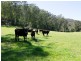 2685 Eurobodalla Road, Nerrigundah NSW 2545