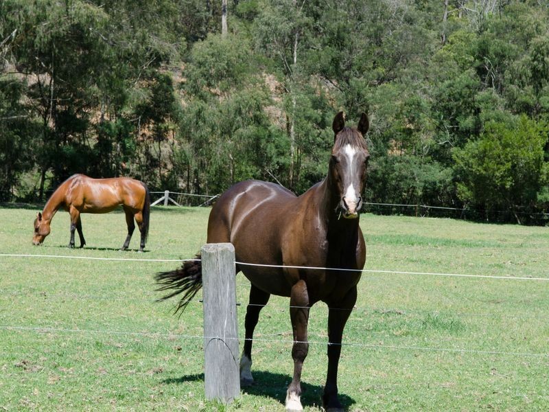 2685 Eurobodalla Road, Nerrigundah NSW 2545