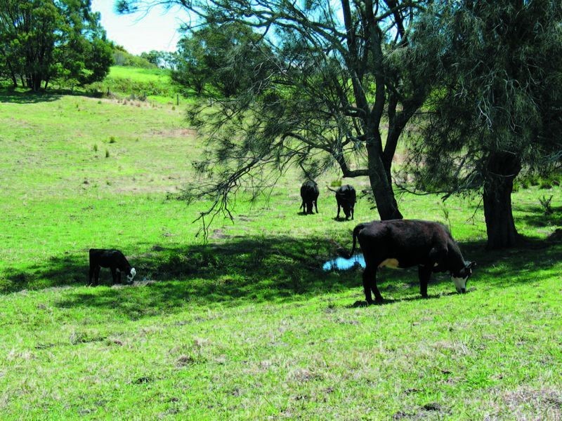 1 Gannons Point Road Long Paddock, Bodalla NSW 2545