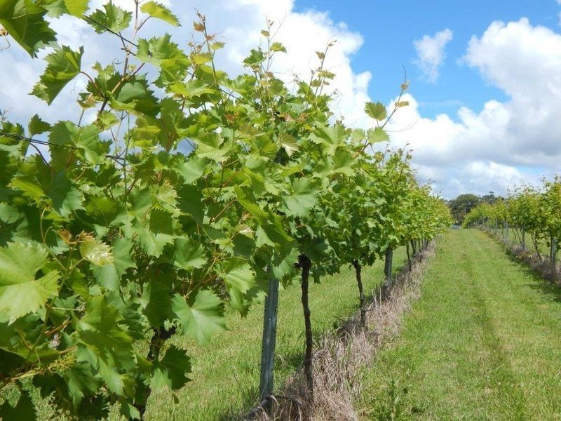 874 Cobargo Bermagui Road, Coolagolite NSW 2550