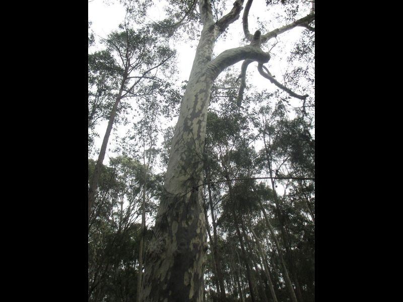 Lot 15 South Head Road, Moruya Heads NSW 2537