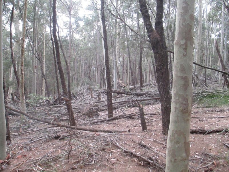 Lot 15 South Head Road, Moruya Heads NSW 2537