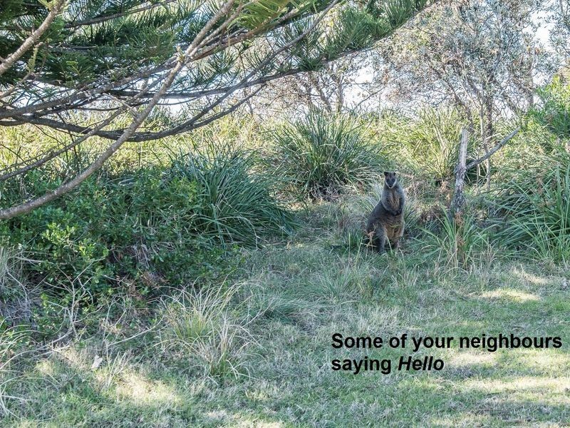 20 Borang Street, Potato Point NSW 2545