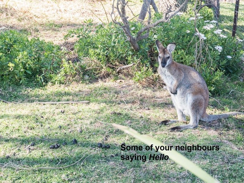 20 Borang Street, Potato Point NSW 2545