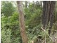 Lot 1 Reedy Creek Road, Bodalla NSW 2545