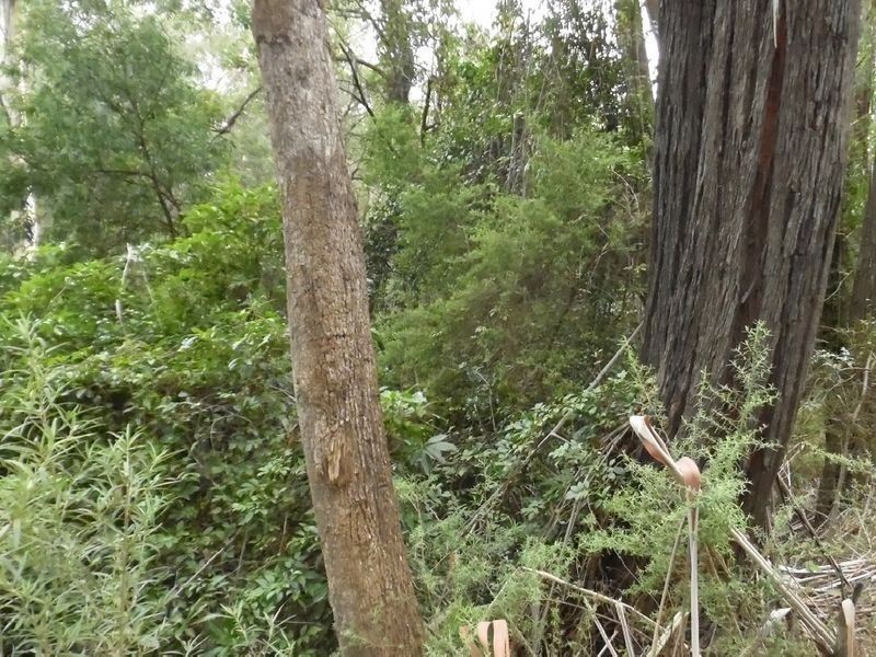 Lot 1 Reedy Creek Road, Bodalla NSW 2545