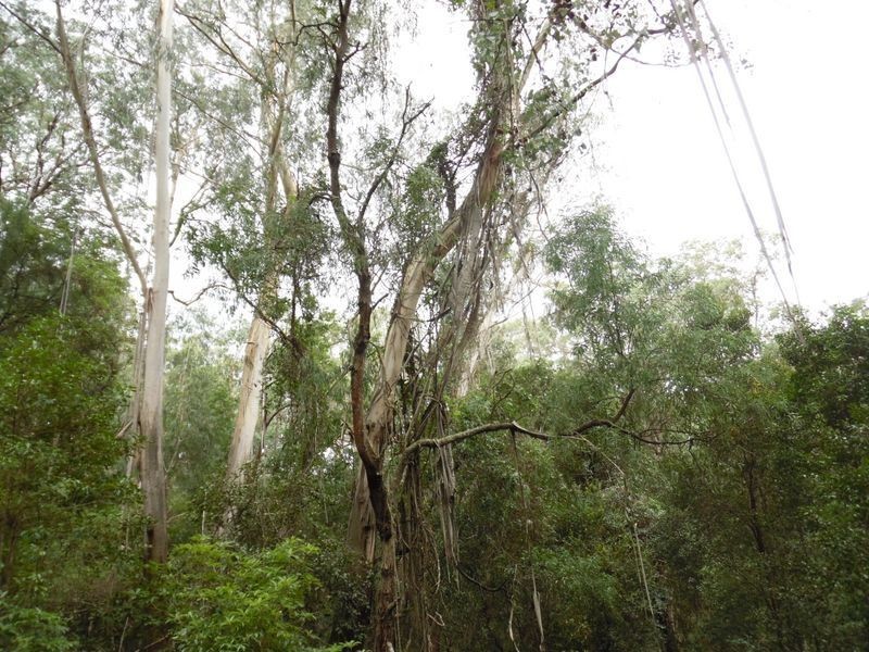Lot 1 Reedy Creek Road, Bodalla NSW 2545