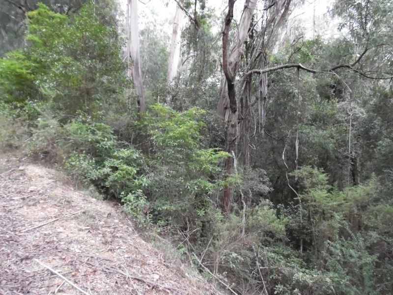 Lot 1 Reedy Creek Road, Bodalla NSW 2545