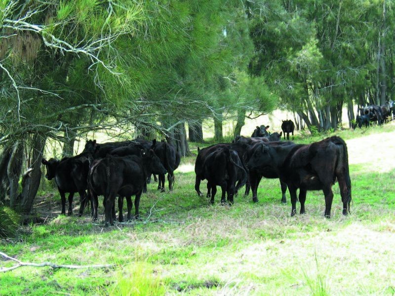1 Gannons Point Road Long Paddock, Bodalla NSW 2545