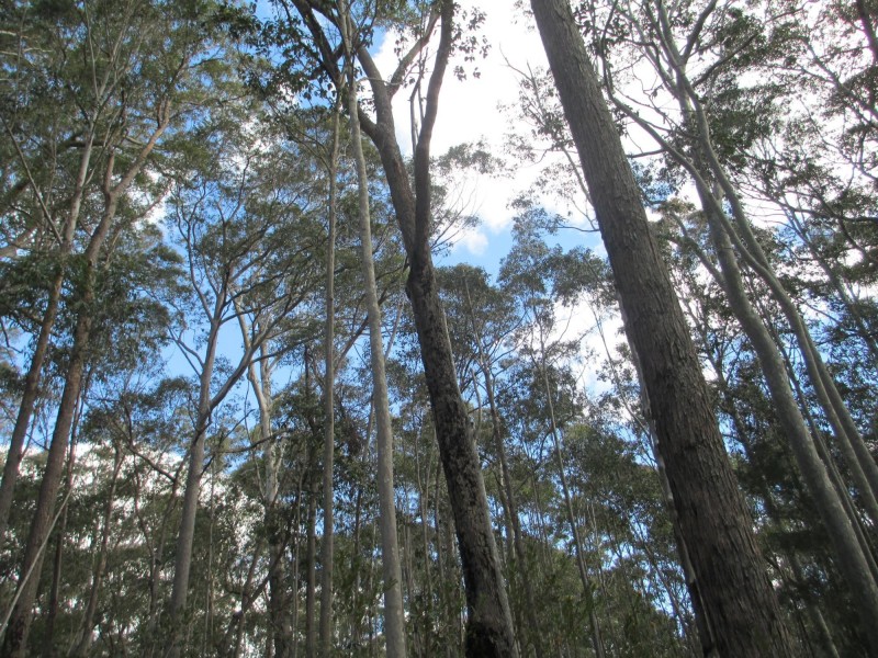 Lot 5 Horse Island Road, Bodalla NSW 2545