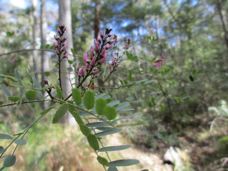 Lot 5 Horse Island Road, Bodalla NSW 2545