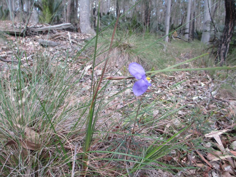 Lot 5 Horse Island Road, Bodalla NSW 2545