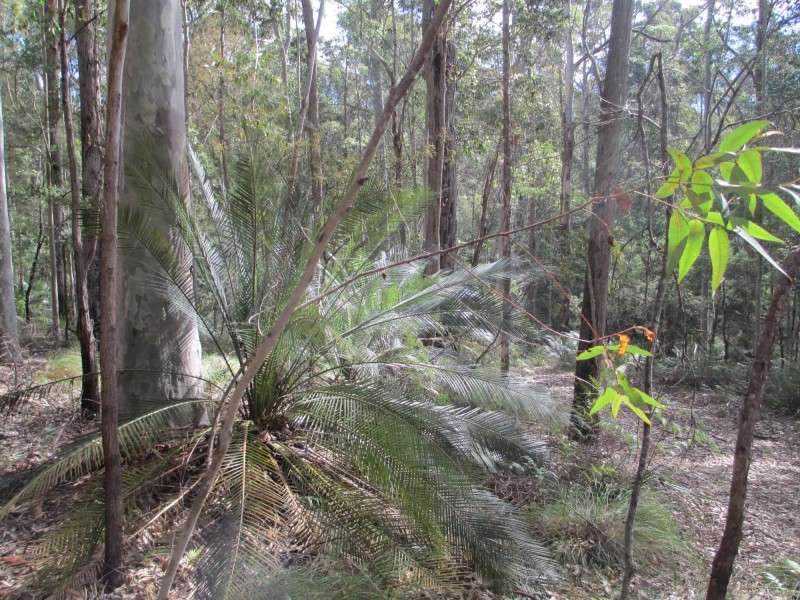 Lot 5 Horse Island Road, Bodalla NSW 2545