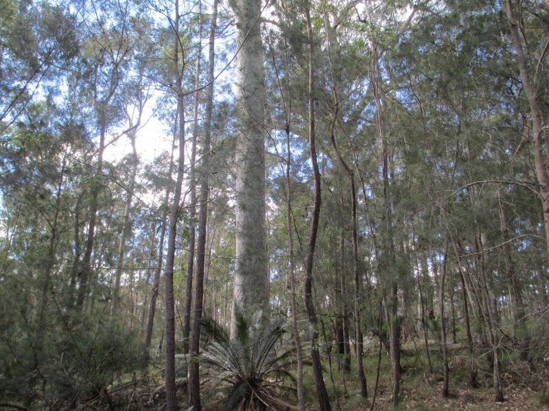 Lot 5 Horse Island Road, Bodalla NSW 2545