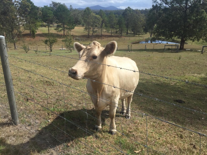 69 Yarragee Rd, Moruya NSW 2537