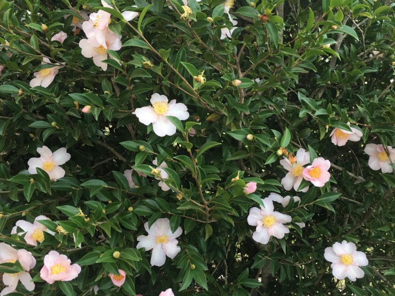 1A Norfolk Boulevard, Tuross Head NSW 2537