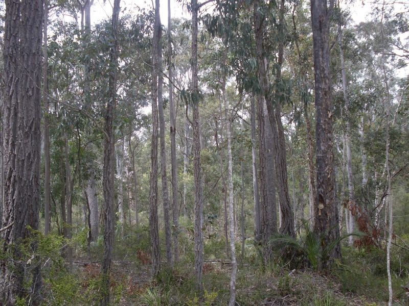Lot 8 Bushland Road, Moruya NSW 2537