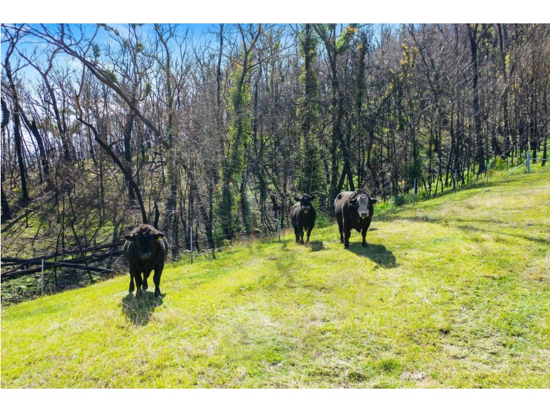 347 Nerrigundah Mountain Road, Bodalla NSW 2545