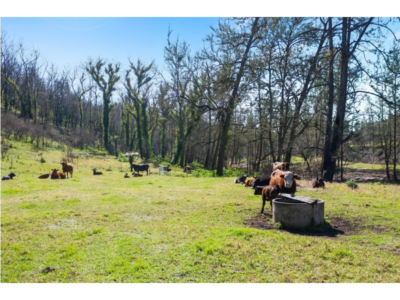 347 Nerrigundah Mountain Road, Bodalla NSW 2545