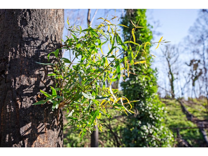 2250 Eurobodalla Road, Eurobodalla NSW 2545