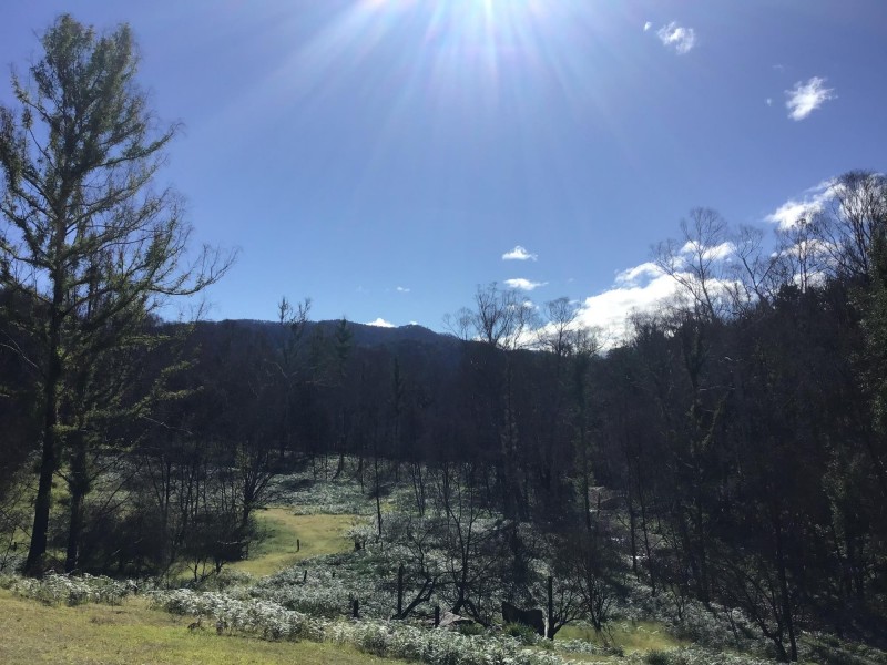 734 Bryces Road, Belowra NSW 2545