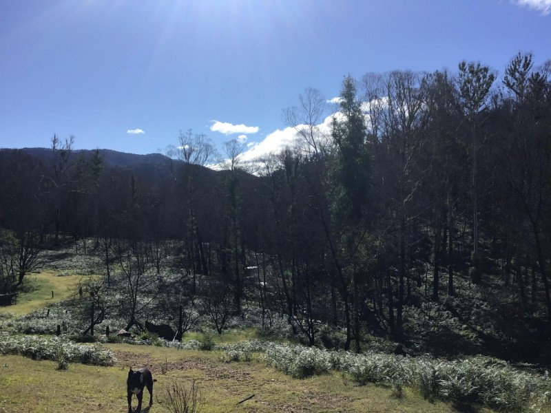 734 Bryces Road, Belowra NSW 2545