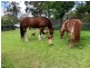 1 Janari Close, Moruya NSW 2537