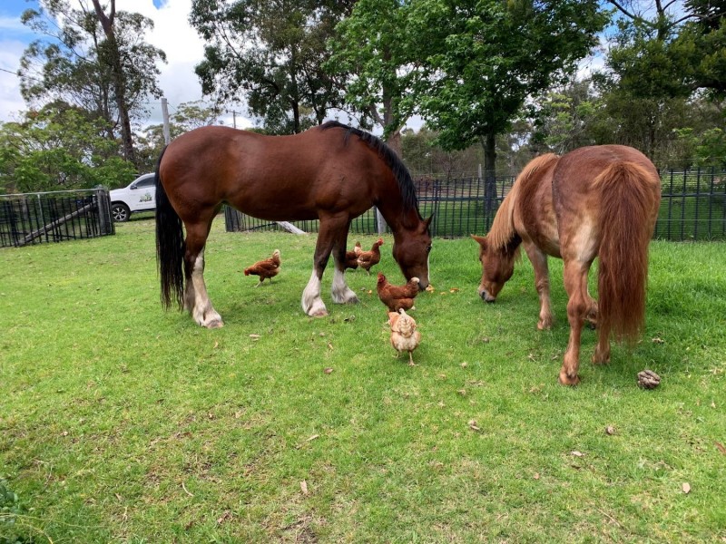 1 Janari Close, Moruya NSW 2537