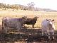 Braemar, Bingara NSW 2404