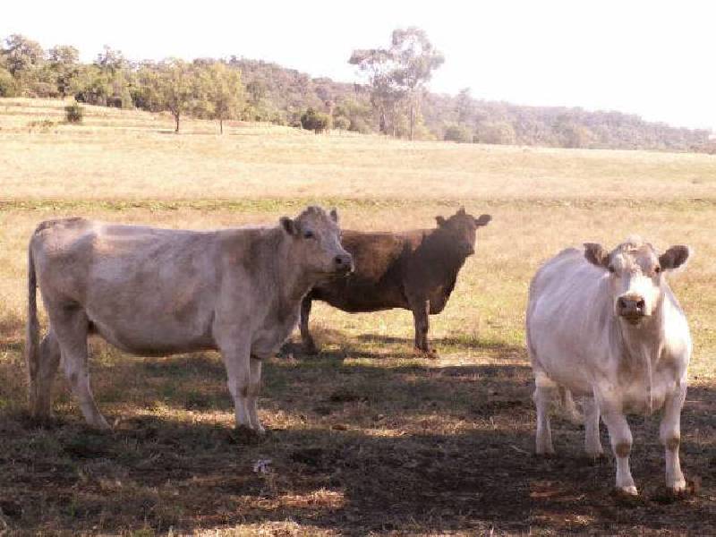 Braemar, Bingara NSW 2404