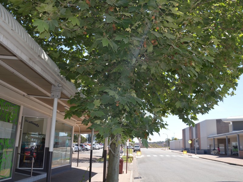 8 Singleton Plaza, Singleton NSW 2330