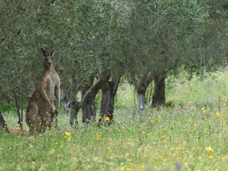 725 Milbrodale Road, Broke NSW 2330