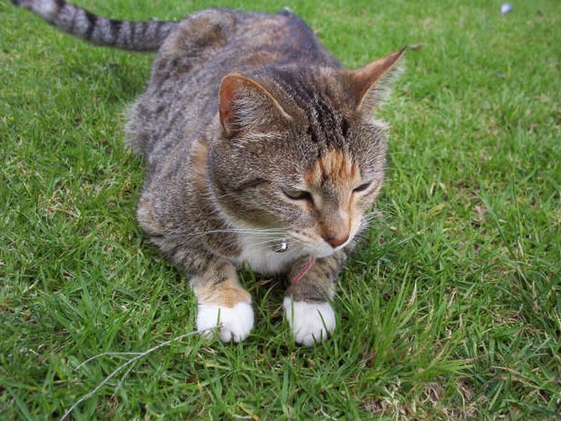 12 Hulme Close, Singleton NSW 2330