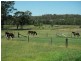 5 Lindsay Street Belford Equestrian Centre, Belford NSW 2335